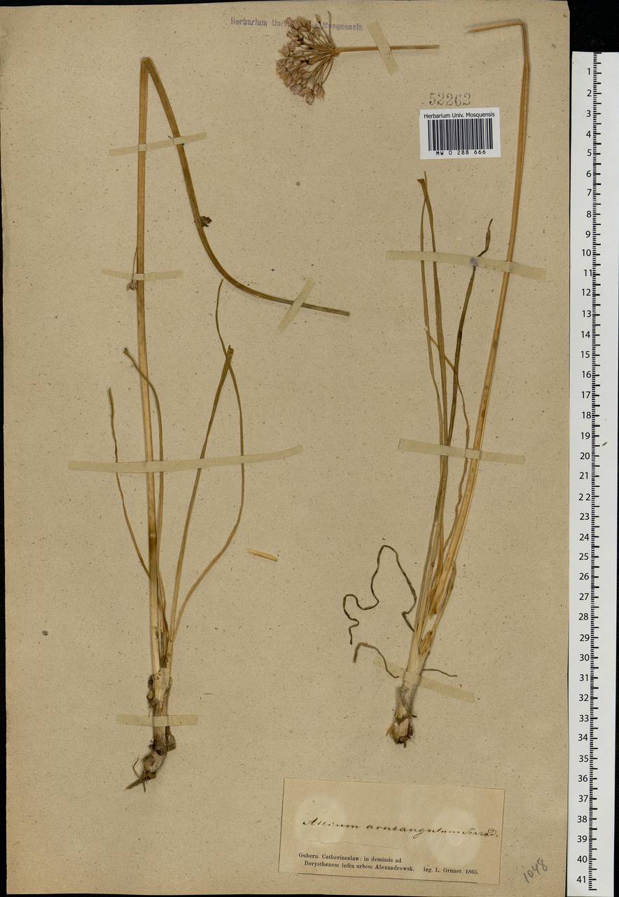 Allium angulosum L., Eastern Europe, South Ukrainian region (E12) (Ukraine)