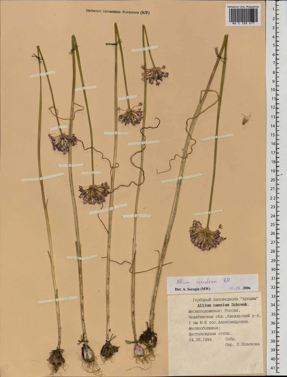 Allium caeruleum Pall., Eastern Europe, Eastern region (E10) (Russia)