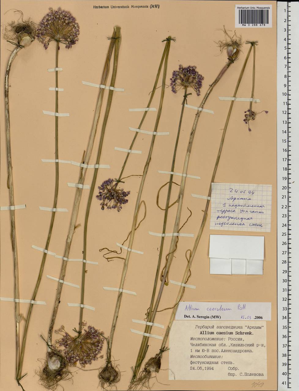 Allium caeruleum Pall., Eastern Europe, Eastern region (E10) (Russia)