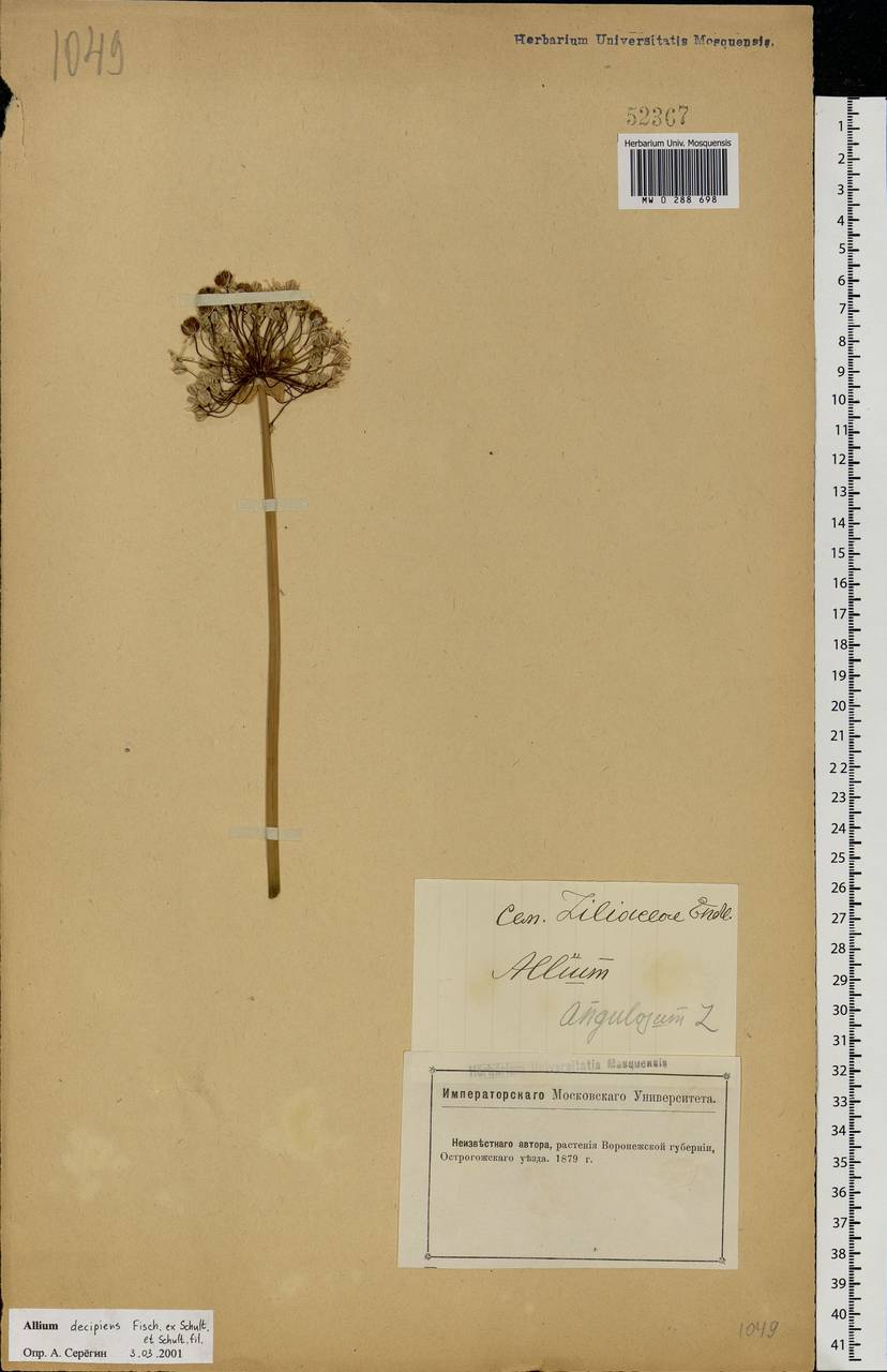 Allium decipiens Fisch. ex Schult. & Schult.f., Eastern Europe, Central forest-and-steppe region (E6) (Russia)