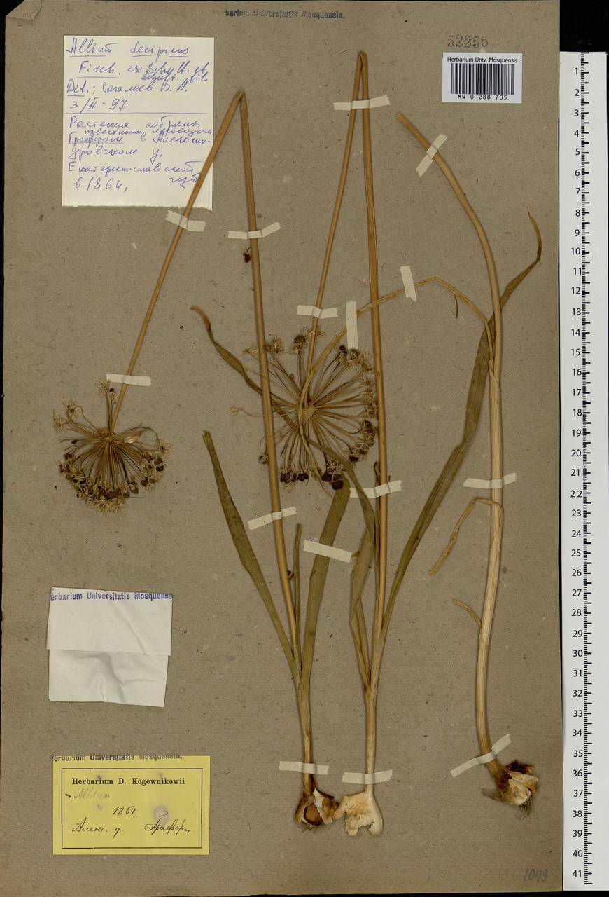 Allium decipiens Fisch. ex Schult. & Schult.f., Eastern Europe, South Ukrainian region (E12) (Ukraine)