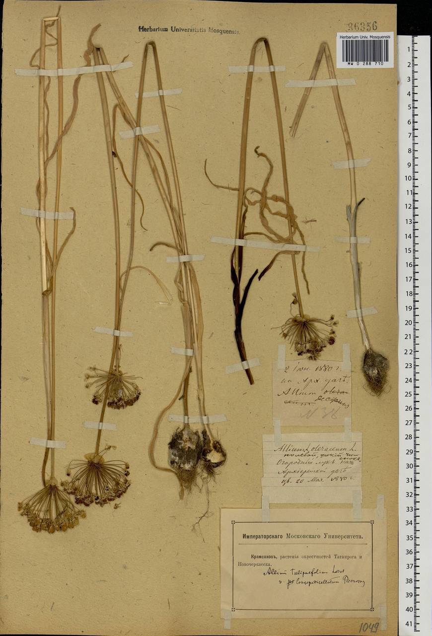 Allium decipiens Fisch. ex Schult. & Schult.f., Eastern Europe, Rostov Oblast (E12a) (Russia)