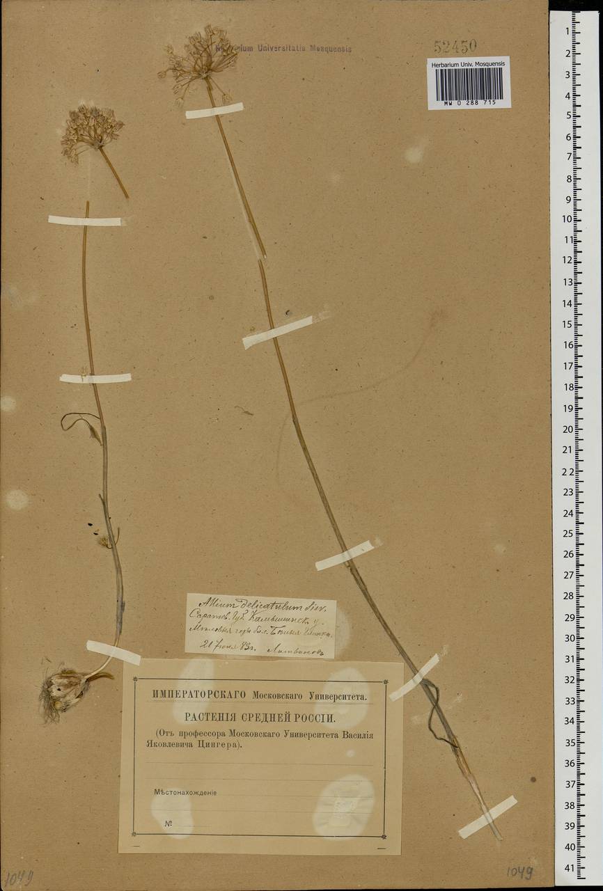 Allium delicatulum Siev. ex Schult. & Schult.f., Eastern Europe, Lower Volga region (E9) (Russia)