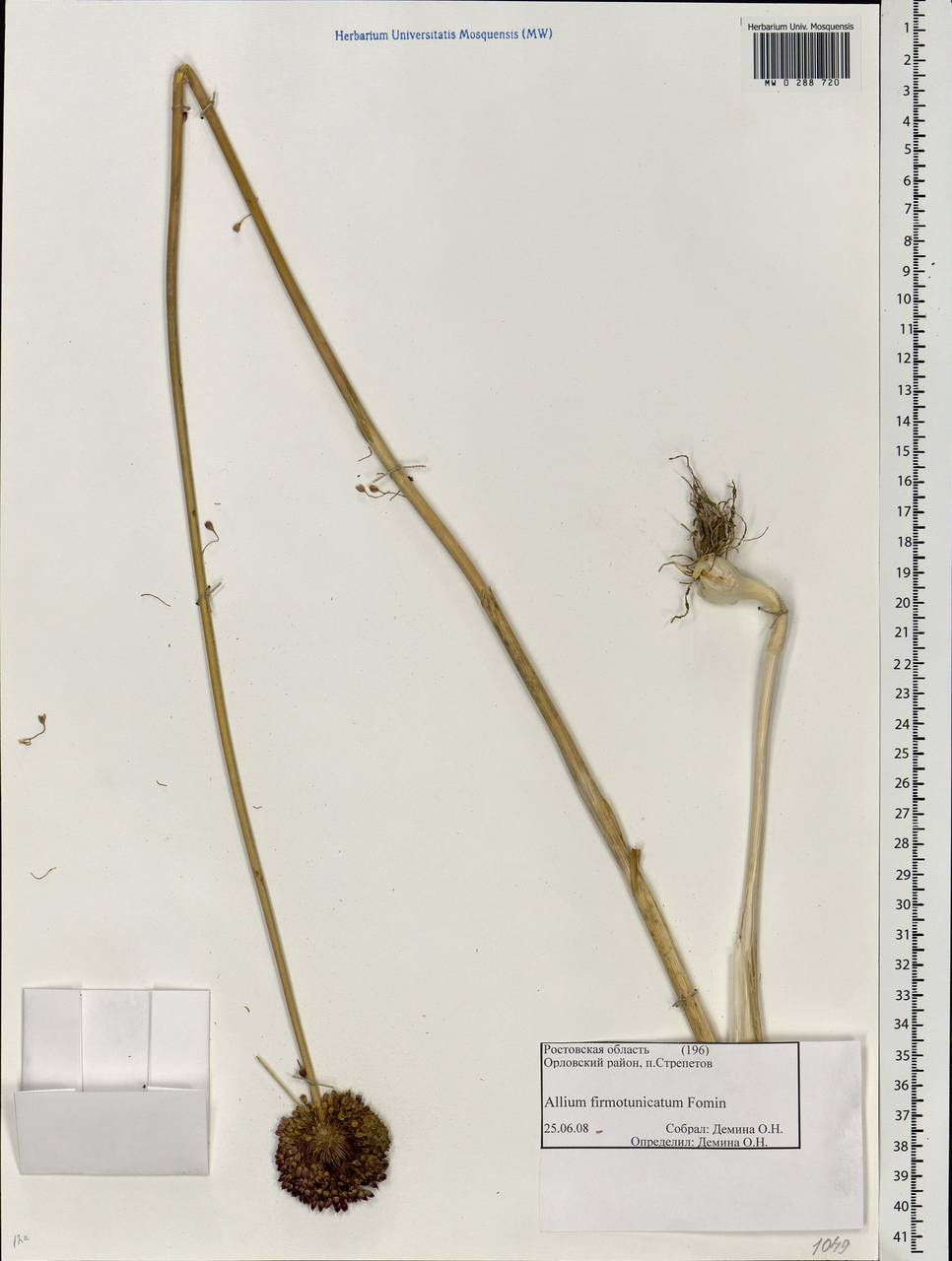 Allium atroviolaceum Boiss., Eastern Europe, Rostov Oblast (E12a) (Russia)