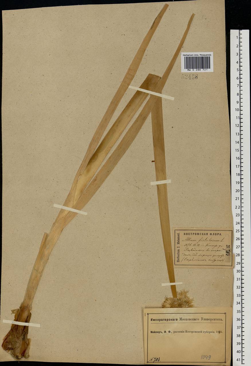 Allium fistulosum L., Eastern Europe, Central forest region (E5) (Russia)