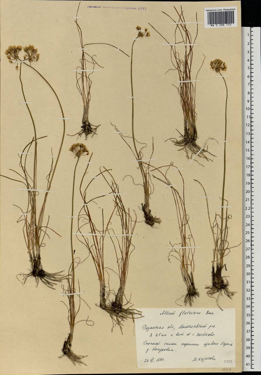 Allium flavescens Besser, Eastern Europe, Central region (E4) (Russia)
