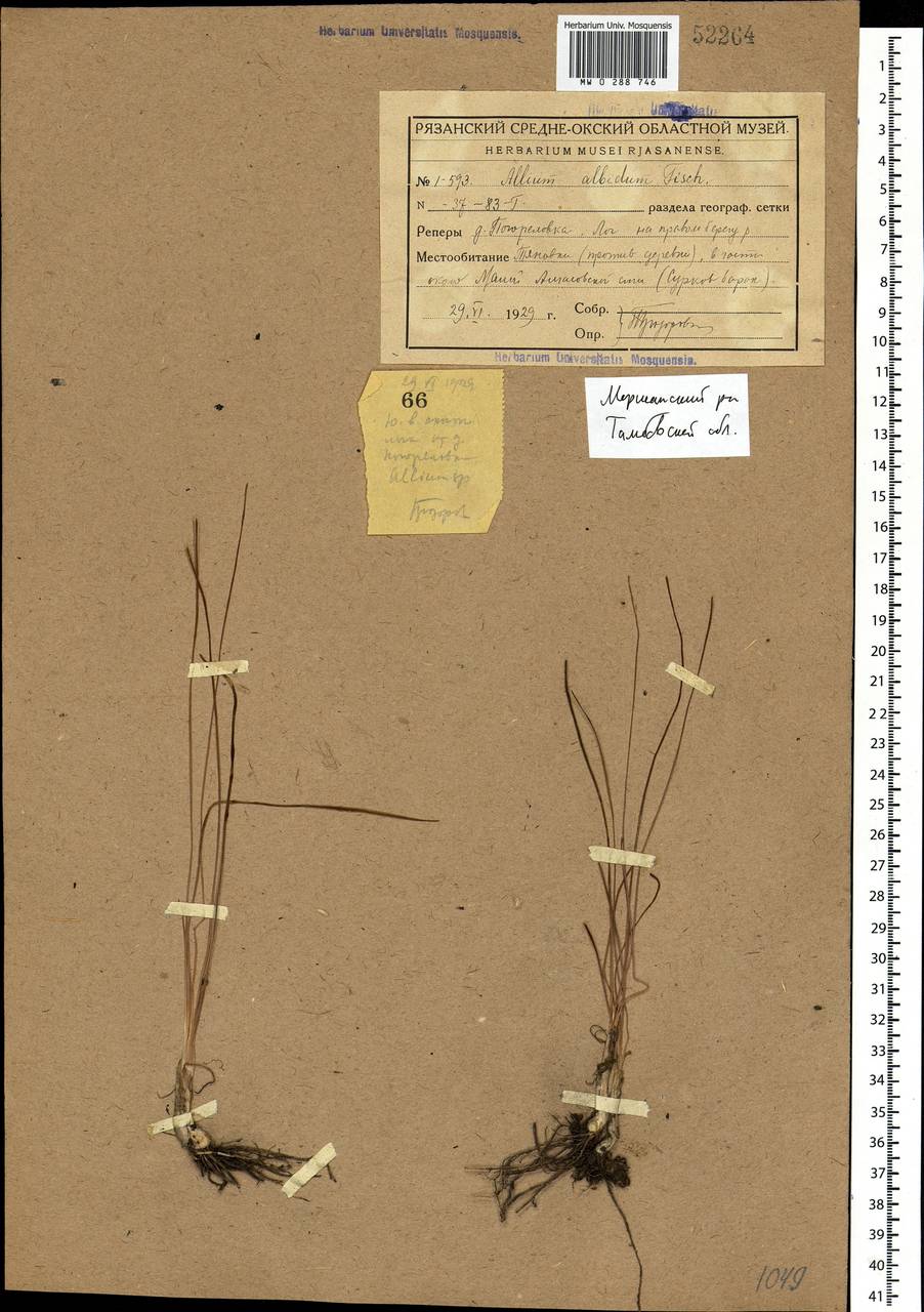 Allium flavescens Besser, Eastern Europe, Central forest-and-steppe region (E6) (Russia)