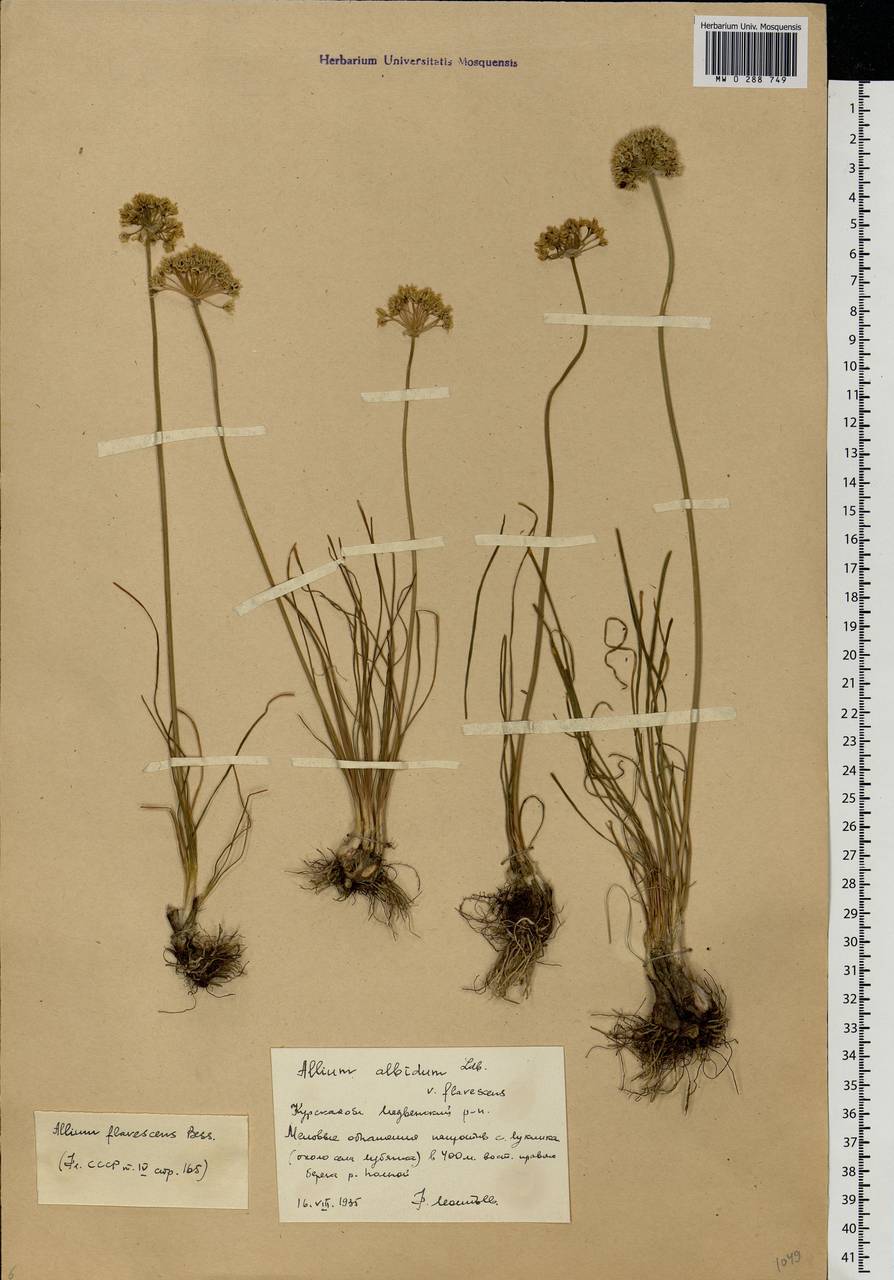Allium flavescens Besser, Eastern Europe, Central forest-and-steppe region (E6) (Russia)