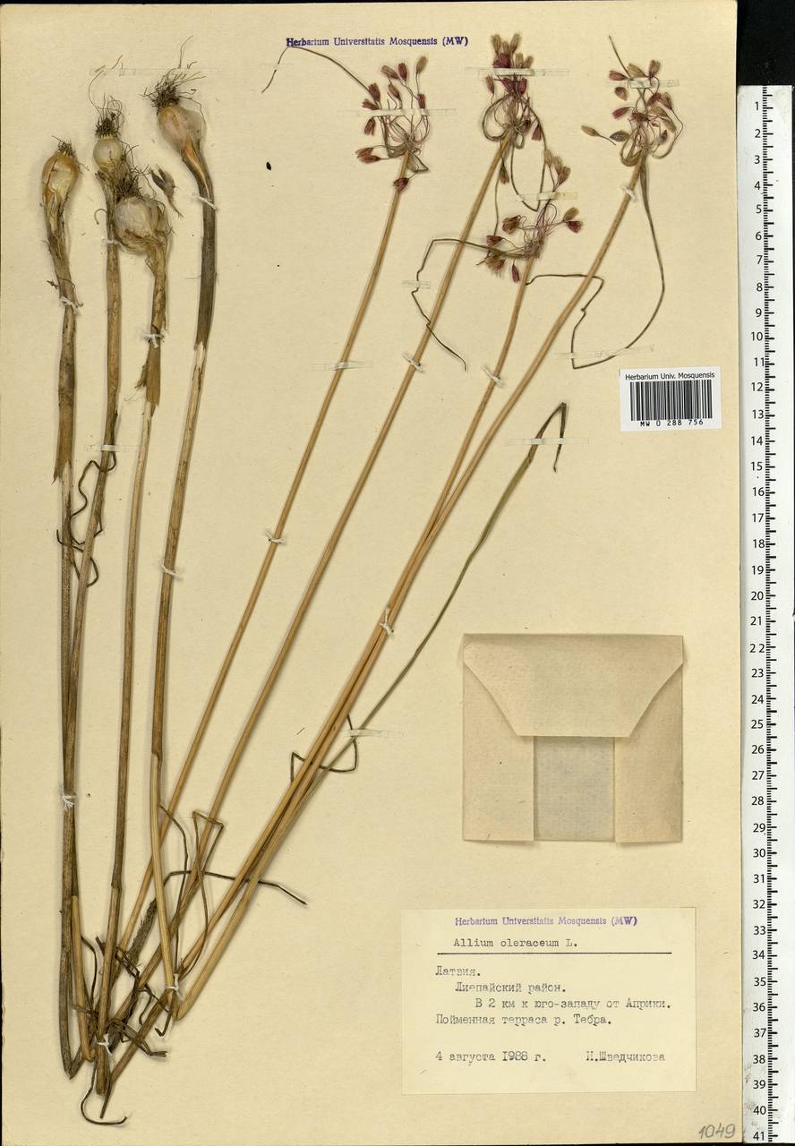 Allium oleraceum L., Eastern Europe, Latvia (E2b) (Latvia)