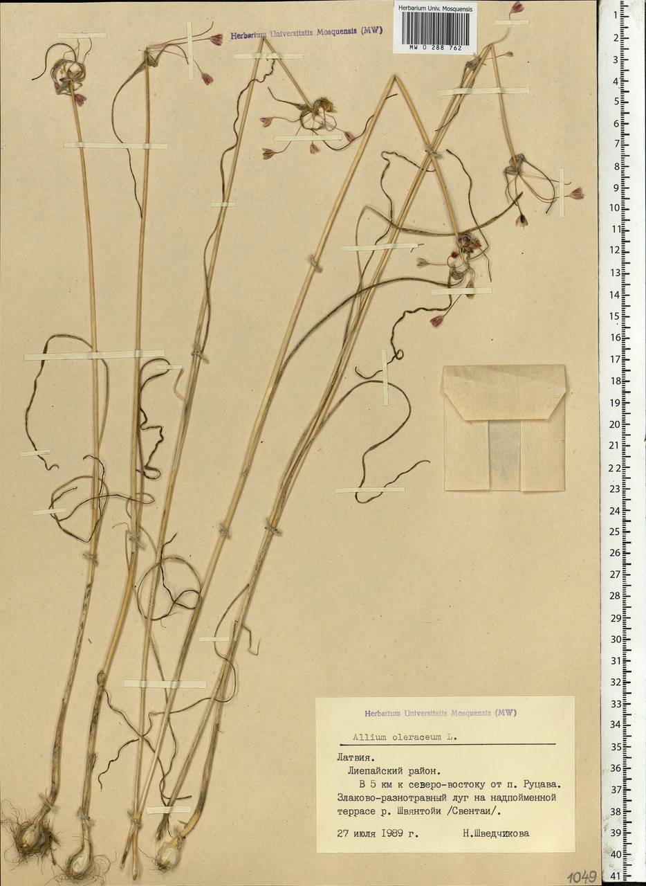 Allium oleraceum L., Eastern Europe, Latvia (E2b) (Latvia)