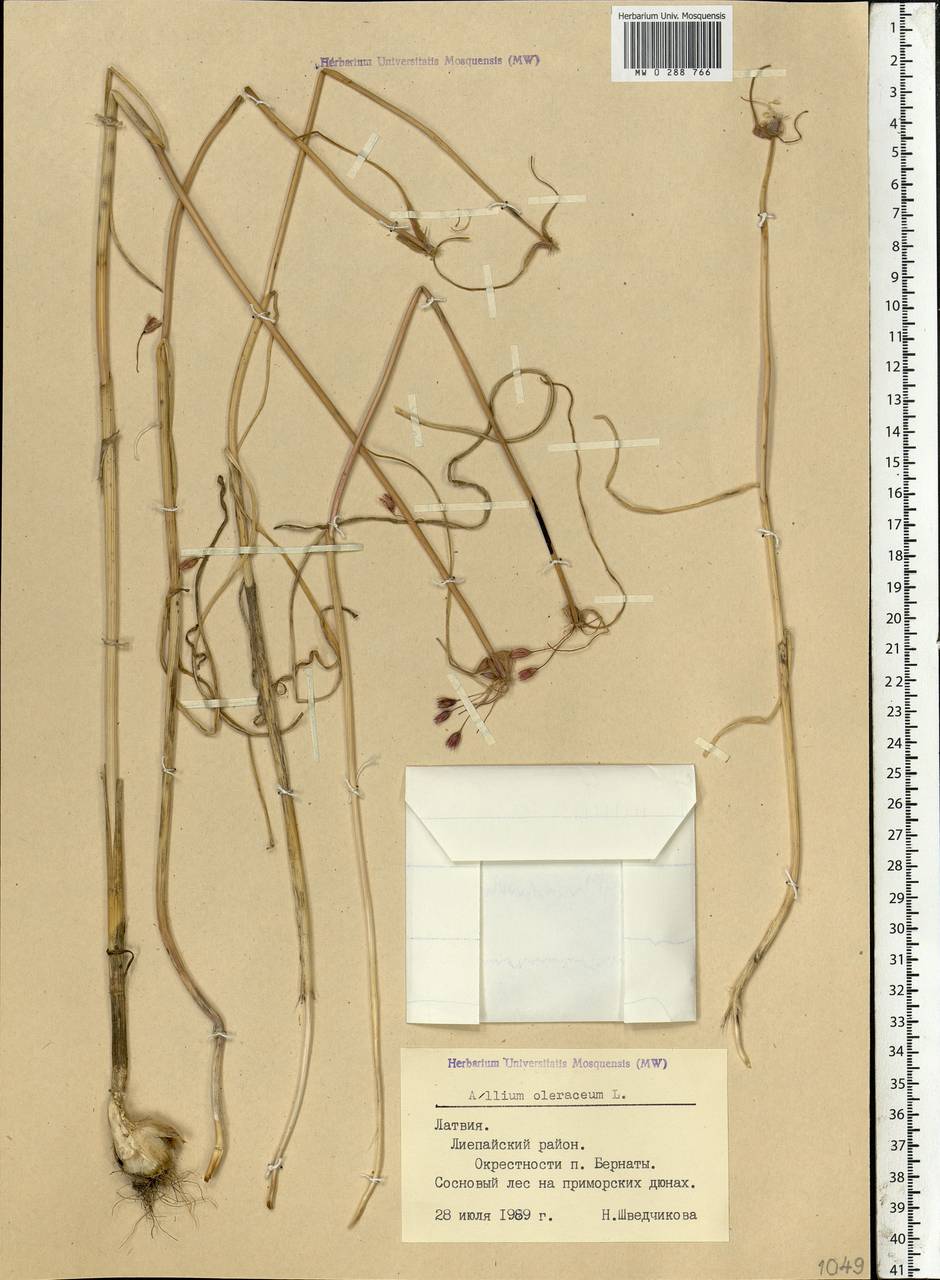 Allium oleraceum L., Eastern Europe, Latvia (E2b) (Latvia)