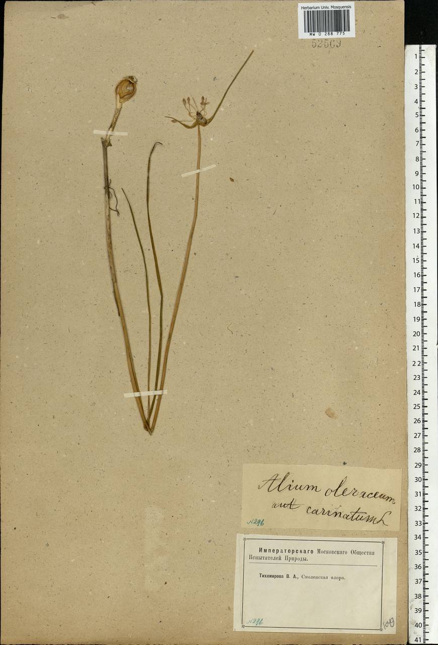 Allium oleraceum L., Eastern Europe, Western region (E3) (Russia)