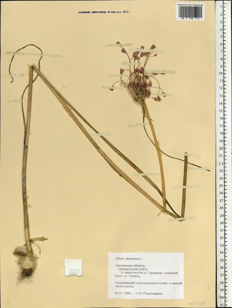 Allium oleraceum L., Eastern Europe, Western region (E3) (Russia)