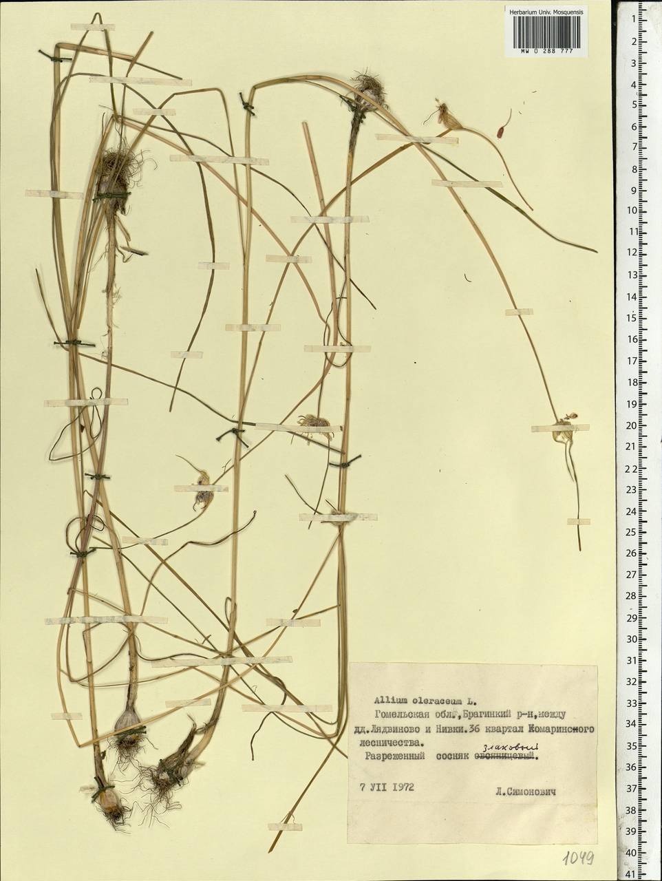 Allium oleraceum L., Eastern Europe, Belarus (E3a) (Belarus)
