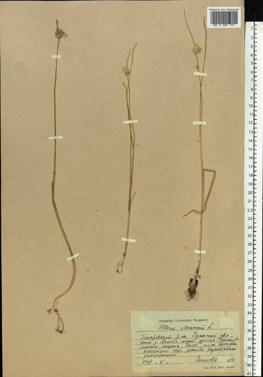 Allium oleraceum L., Eastern Europe, Central region (E4) (Russia)