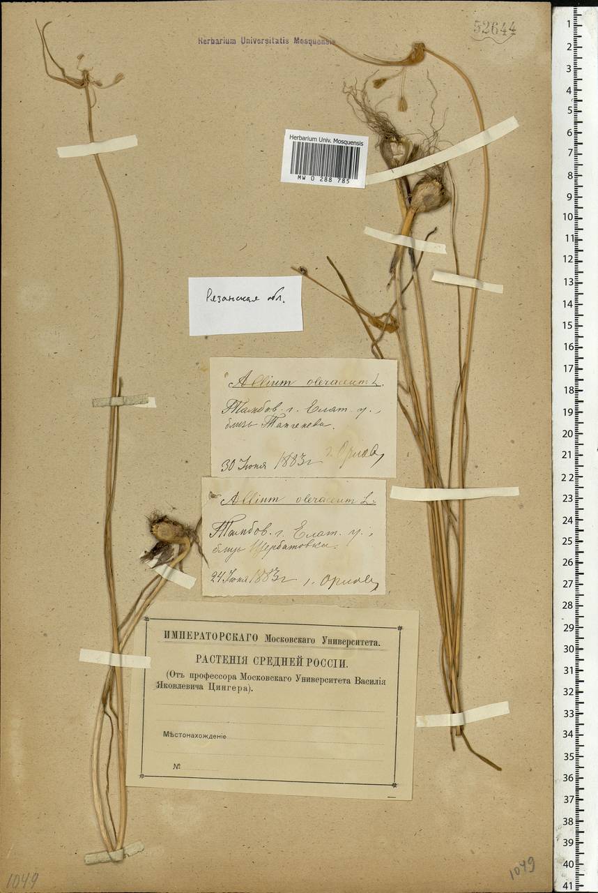 Allium oleraceum L., Eastern Europe, Central region (E4) (Russia)