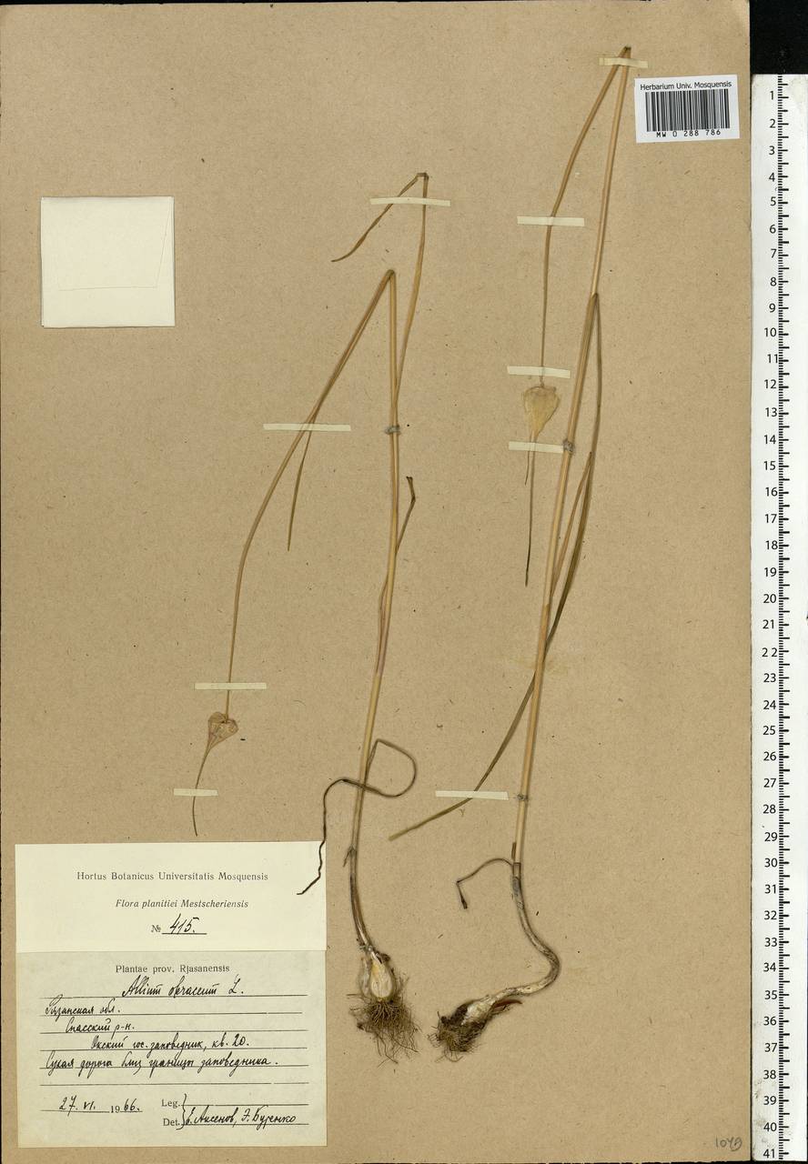 Allium oleraceum L., Eastern Europe, Central region (E4) (Russia)