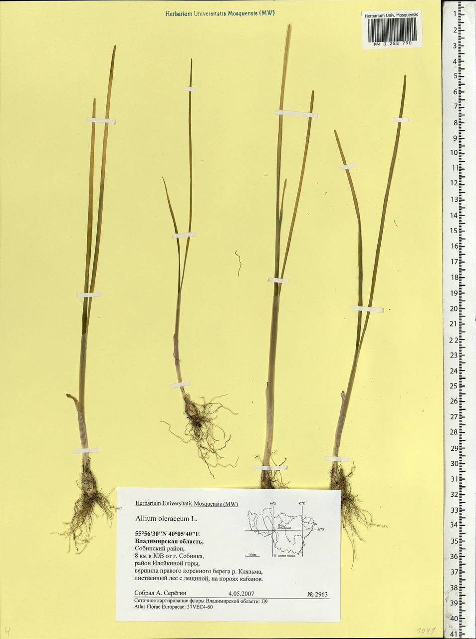 Allium oleraceum L., Eastern Europe, Central region (E4) (Russia)