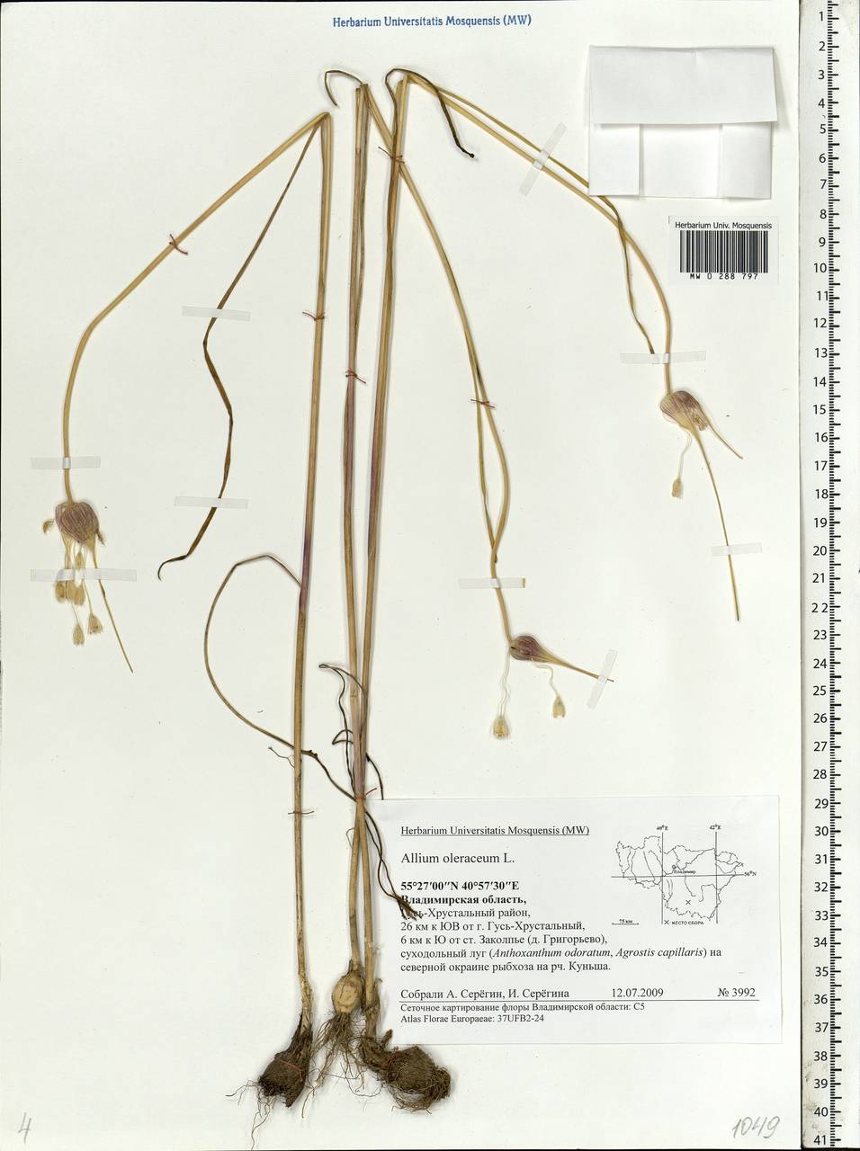 Allium oleraceum L., Eastern Europe, Central region (E4) (Russia)