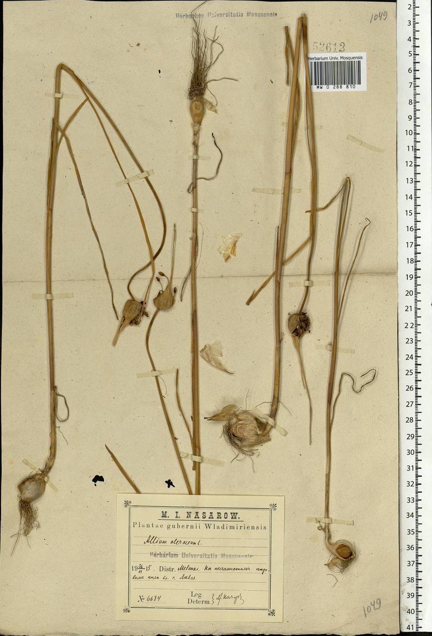 Allium oleraceum L., Eastern Europe, Central region (E4) (Russia)