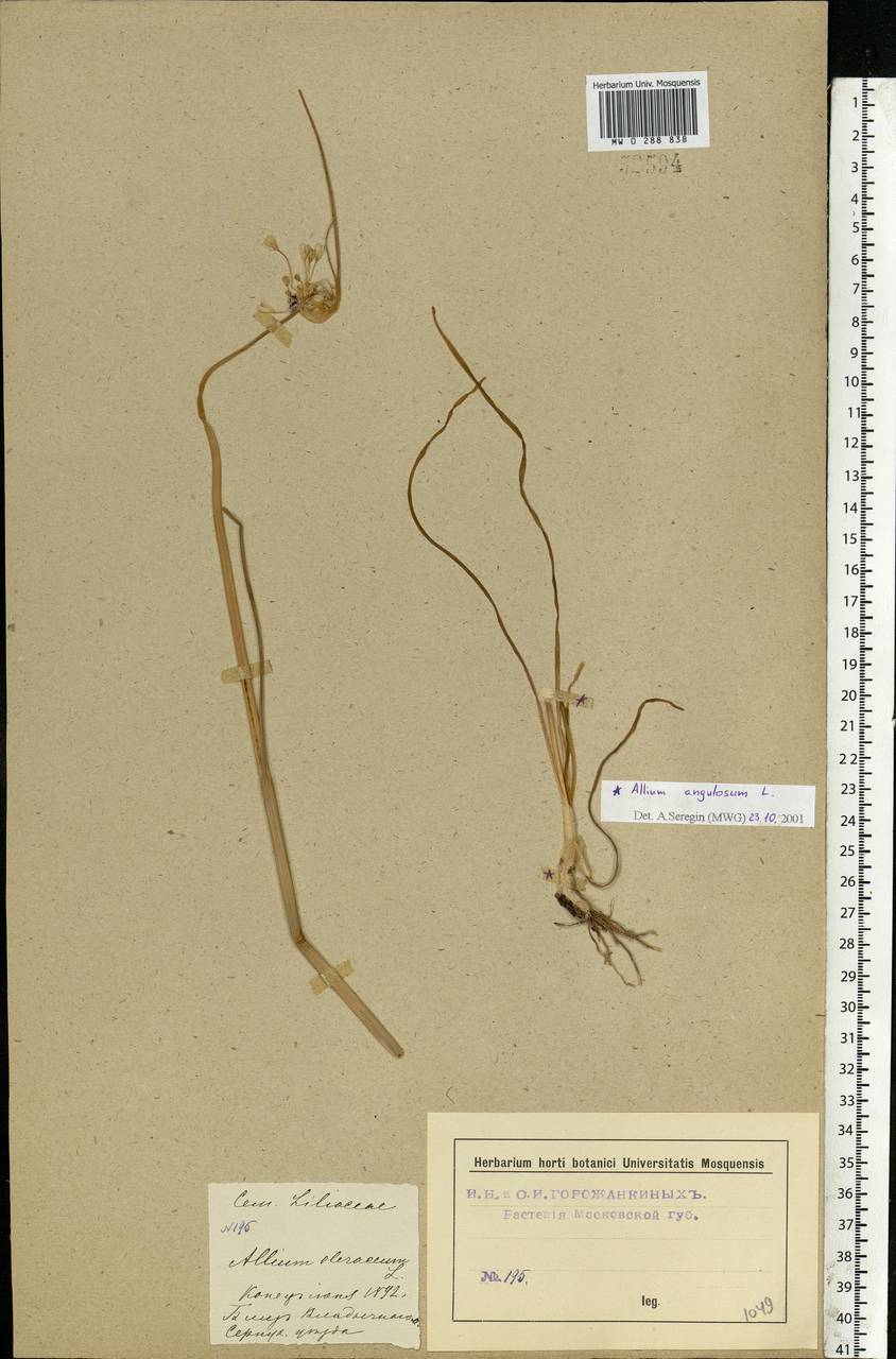 Allium oleraceum L., Eastern Europe, Moscow region (E4a) (Russia)