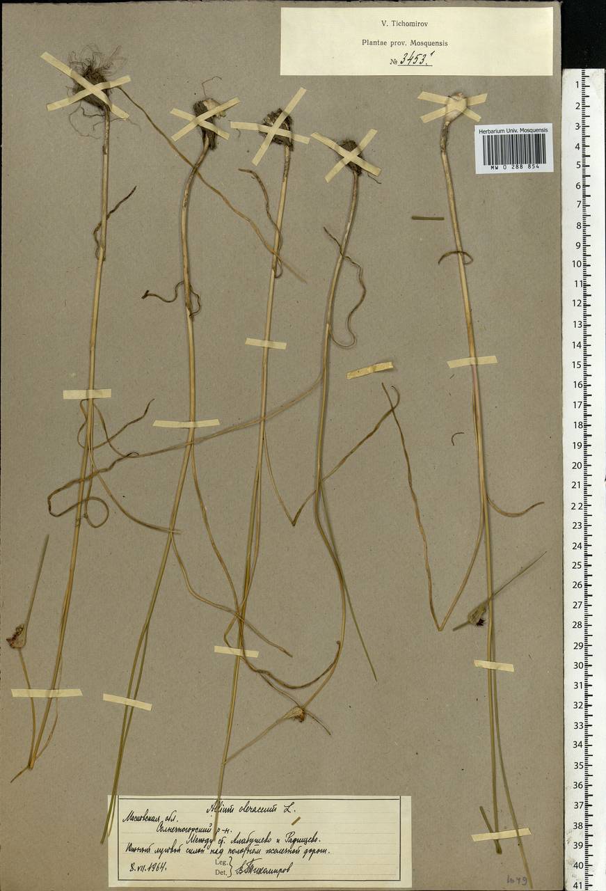 Allium oleraceum L., Eastern Europe, Moscow region (E4a) (Russia)