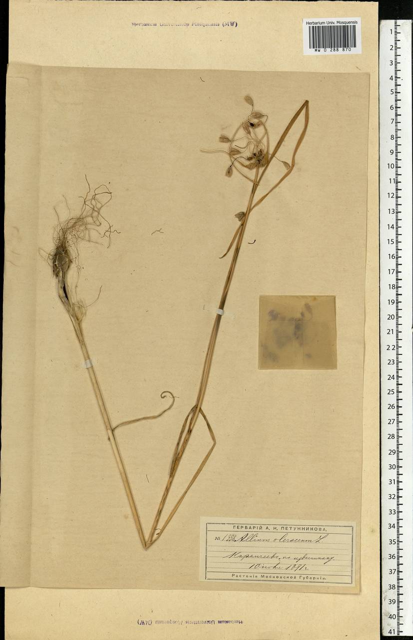 Allium oleraceum L., Eastern Europe, Moscow region (E4a) (Russia)