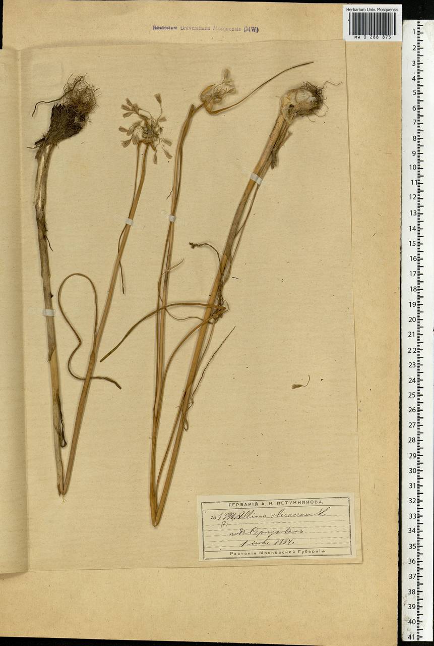 Allium oleraceum L., Eastern Europe, Moscow region (E4a) (Russia)