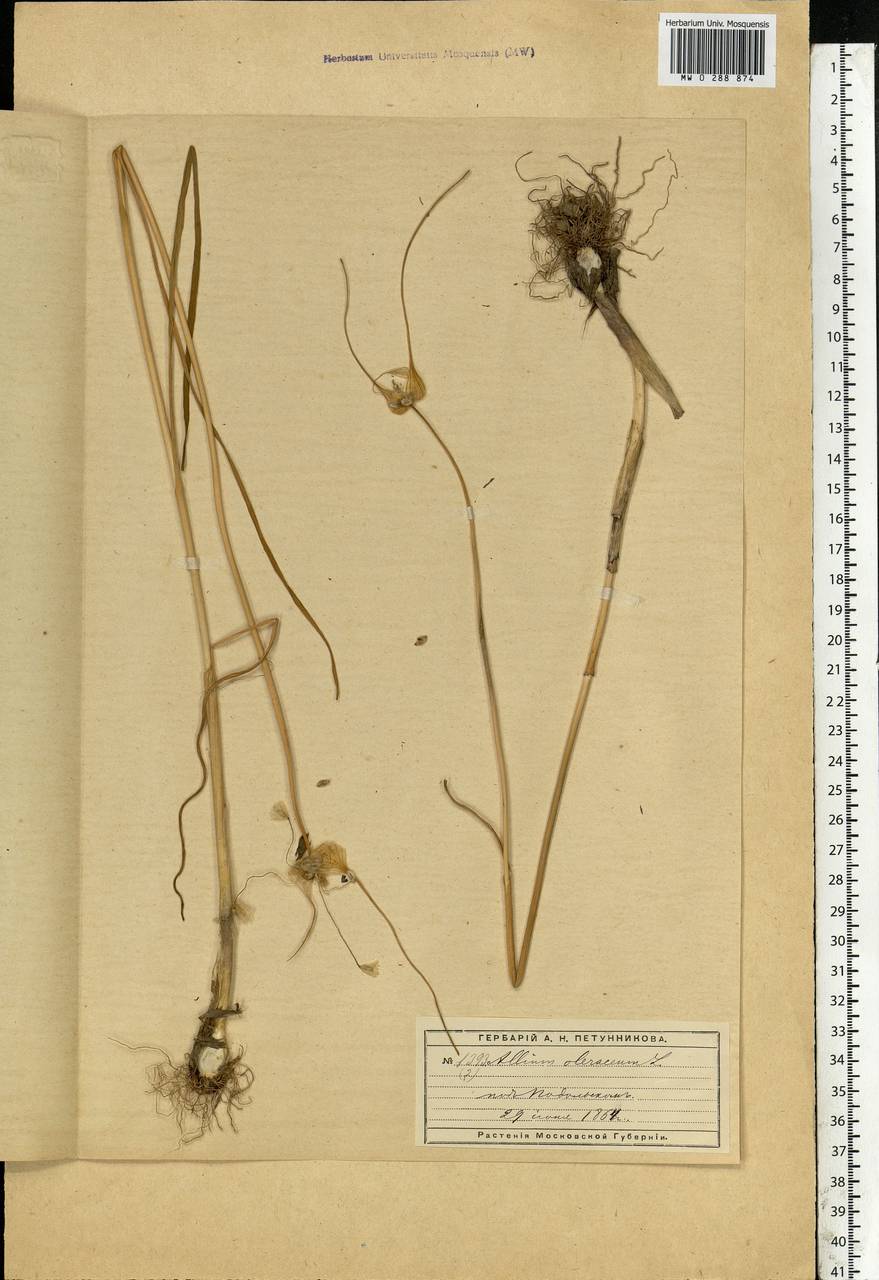 Allium oleraceum L., Eastern Europe, Moscow region (E4a) (Russia)