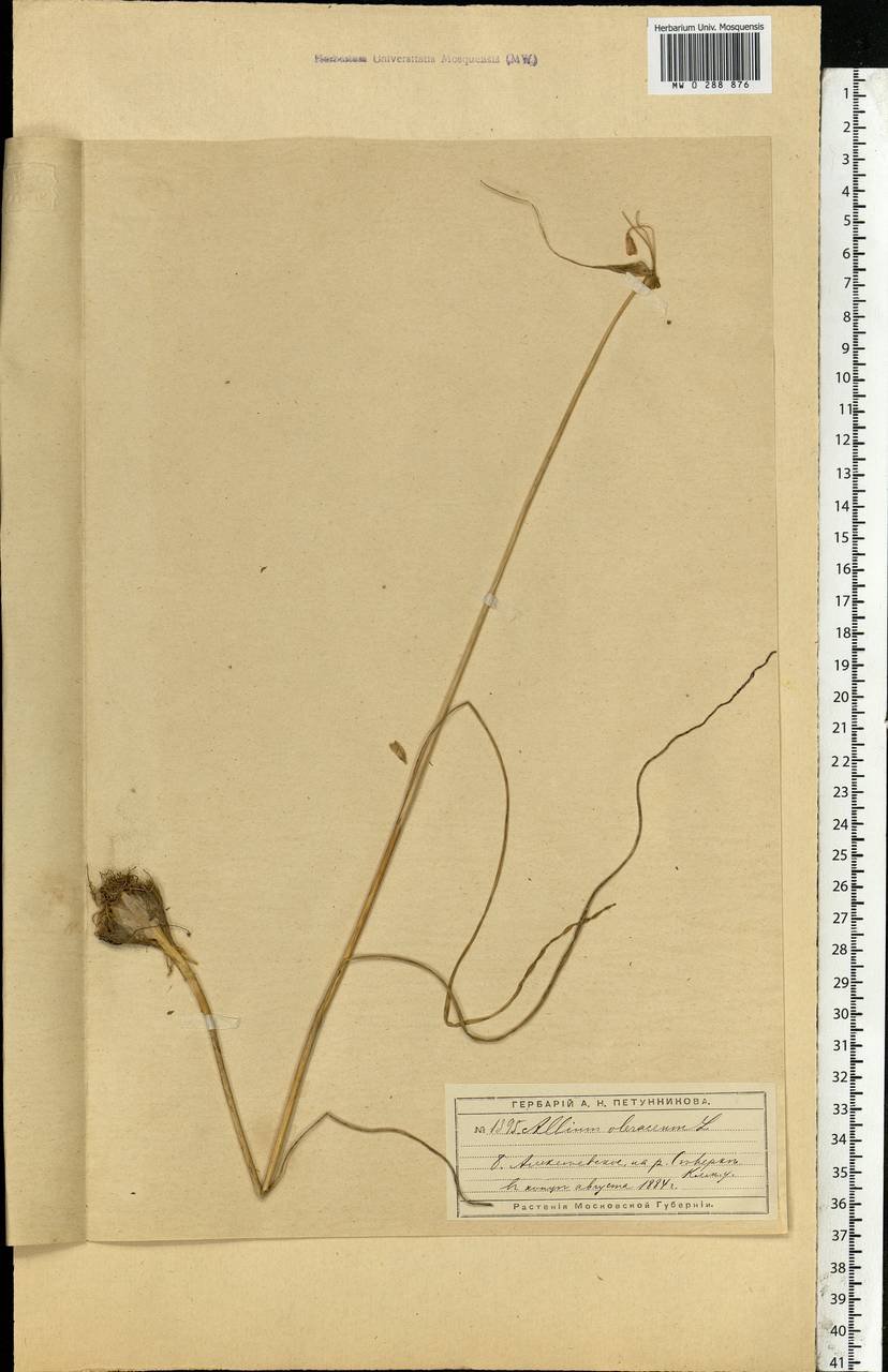 Allium oleraceum L., Eastern Europe, Moscow region (E4a) (Russia)