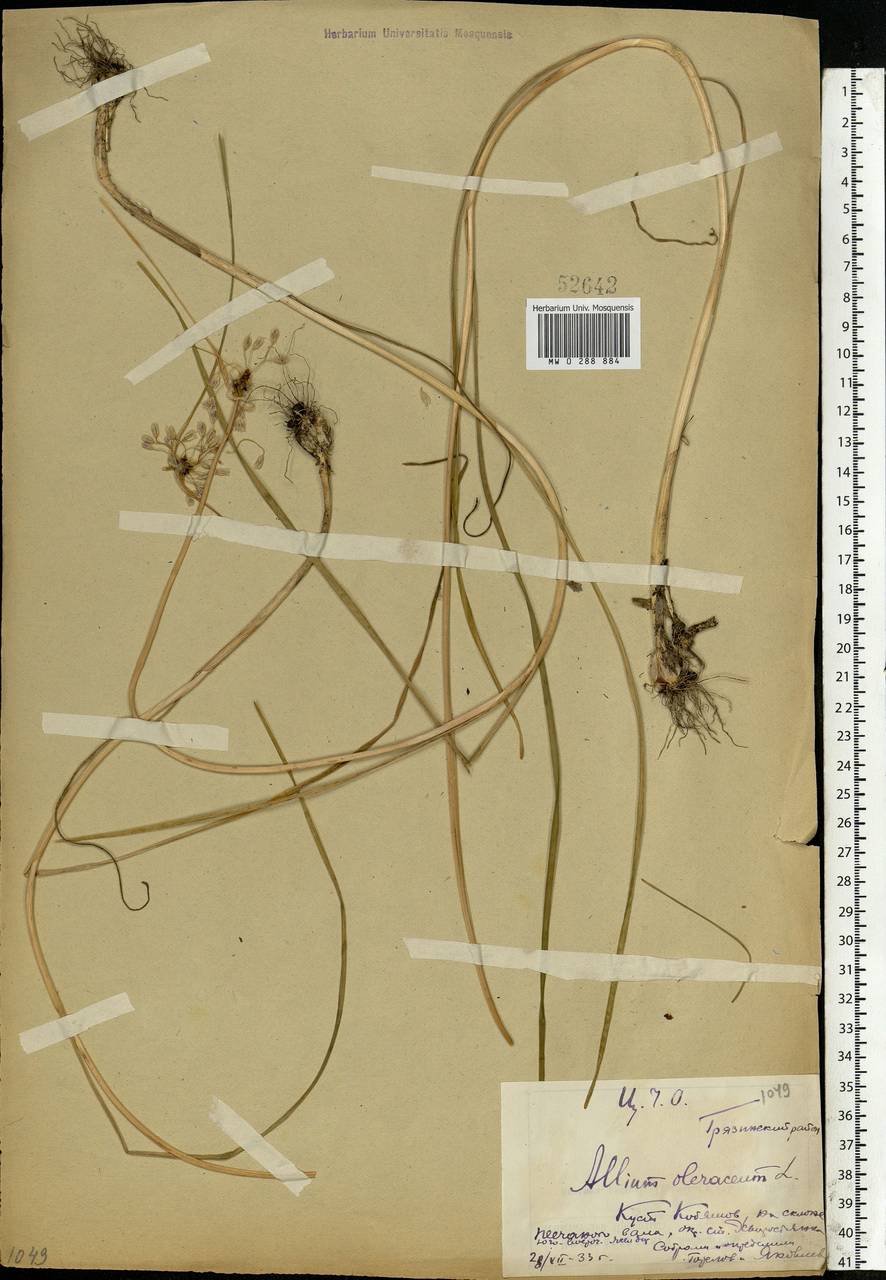 Allium oleraceum L., Eastern Europe, Central forest-and-steppe region (E6) (Russia)