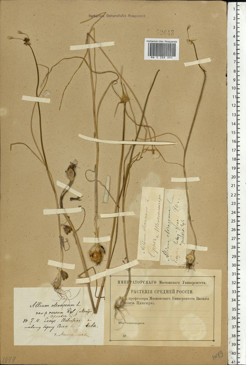 Allium oleraceum L., Eastern Europe, Central forest-and-steppe region (E6) (Russia)