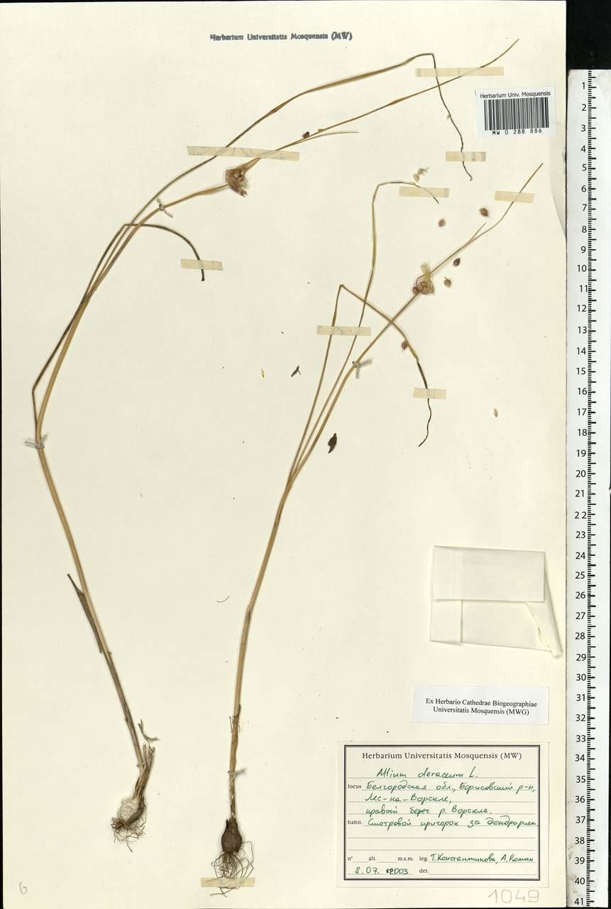 Allium oleraceum L., Eastern Europe, Central forest-and-steppe region (E6) (Russia)