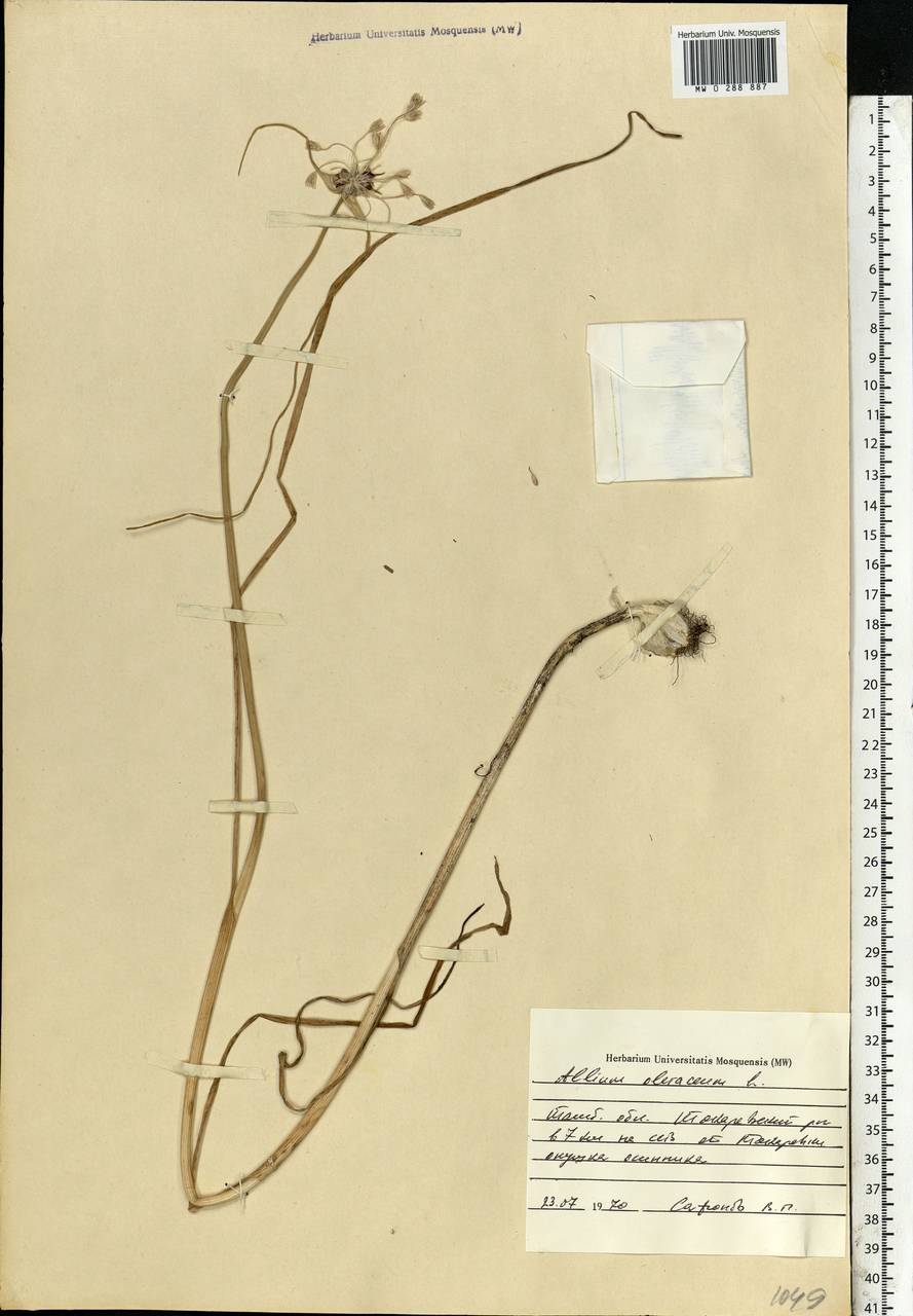 Allium oleraceum L., Eastern Europe, Central forest-and-steppe region (E6) (Russia)