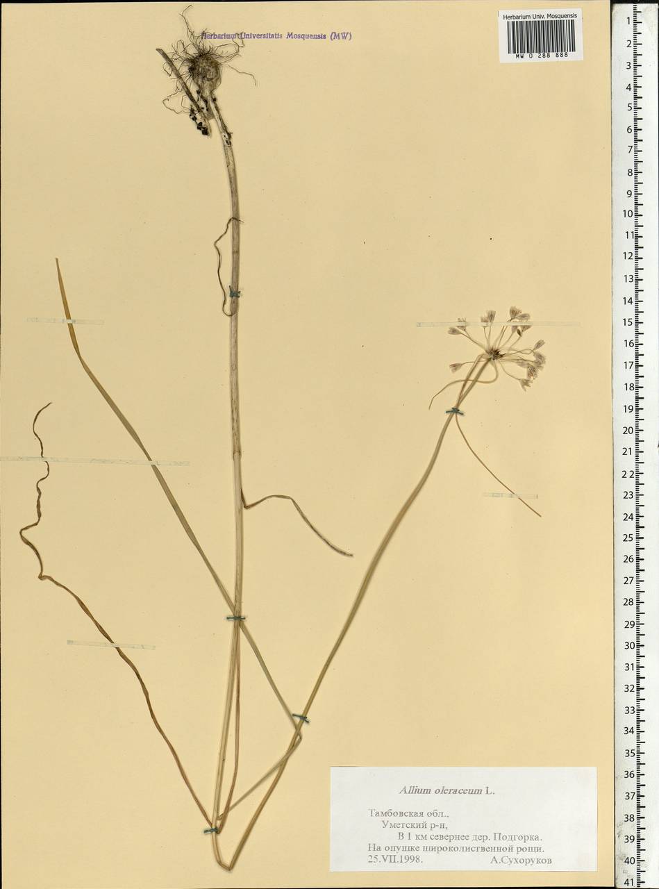 Allium oleraceum L., Eastern Europe, Central forest-and-steppe region (E6) (Russia)