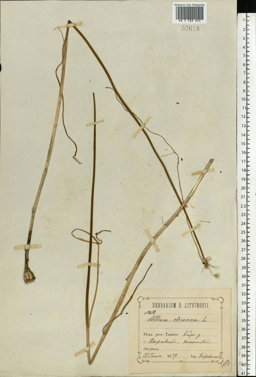 Allium oleraceum L., Eastern Europe, Central forest-and-steppe region (E6) (Russia)