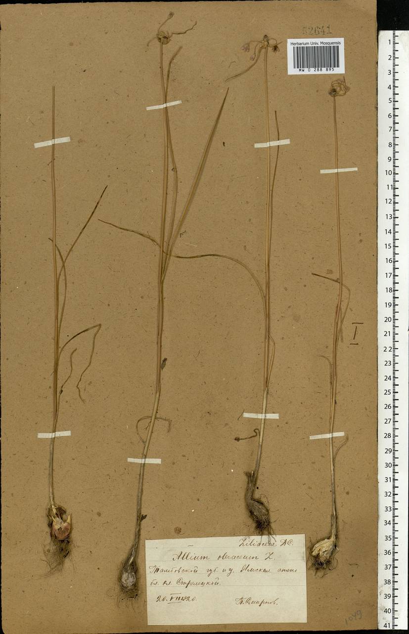 Allium oleraceum L., Eastern Europe, Central forest-and-steppe region (E6) (Russia)