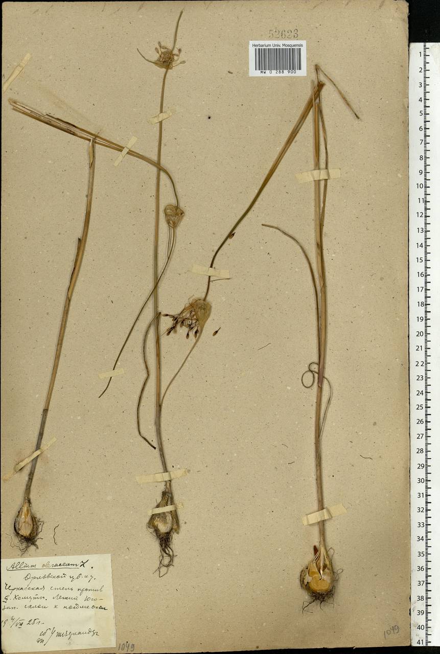 Allium oleraceum L., Eastern Europe, Central forest-and-steppe region (E6) (Russia)