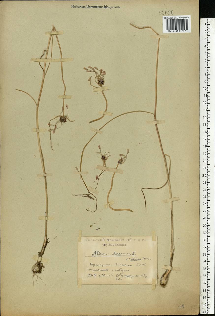 Allium oleraceum L., Eastern Europe, Central forest-and-steppe region (E6) (Russia)