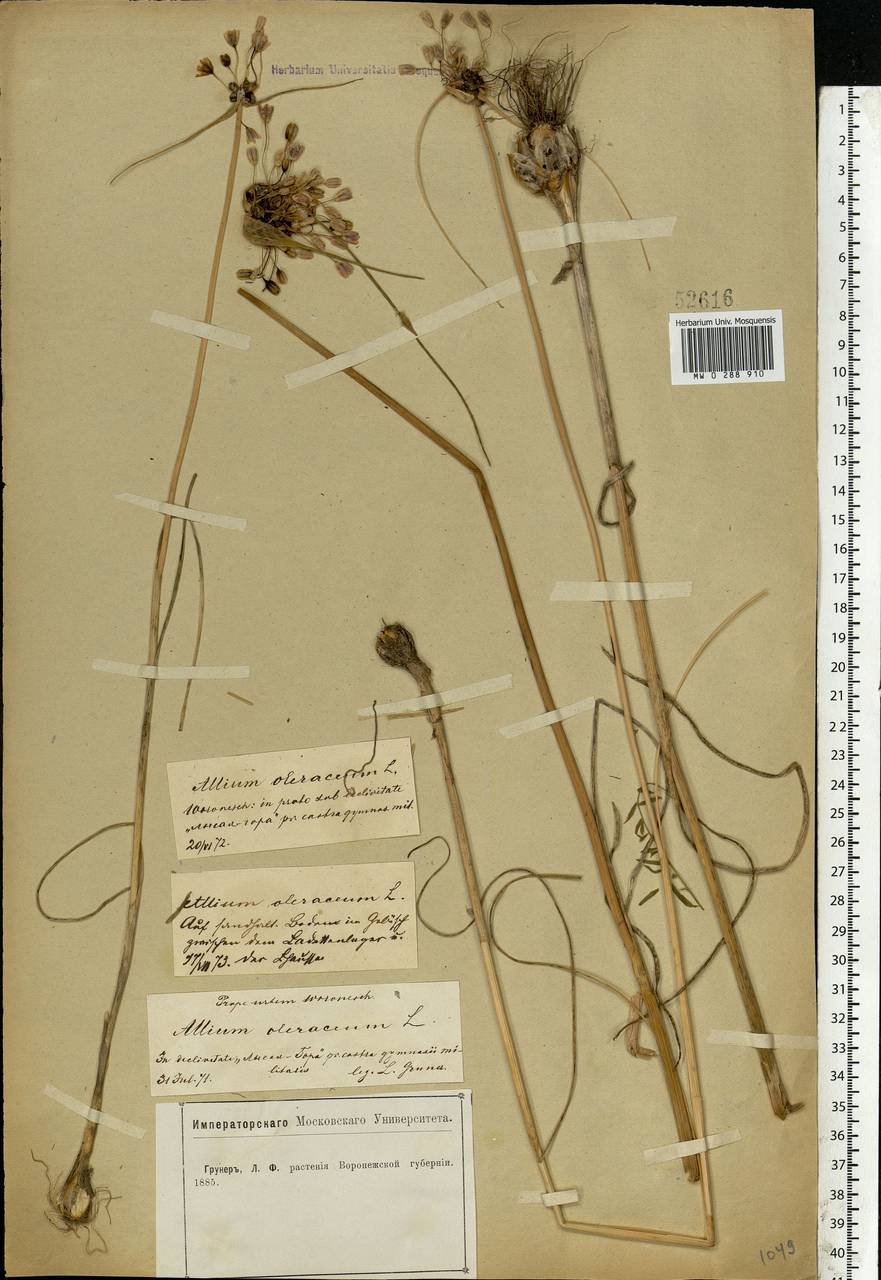Allium oleraceum L., Eastern Europe, Central forest-and-steppe region (E6) (Russia)
