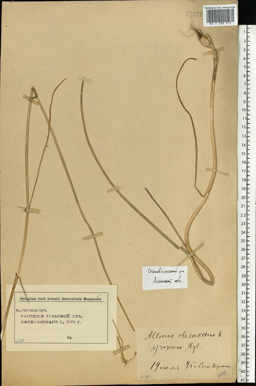 Allium oleraceum L., Eastern Europe, Central forest-and-steppe region (E6) (Russia)