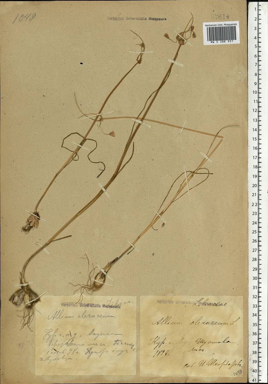Allium oleraceum L., Eastern Europe, Central forest-and-steppe region (E6) (Russia)