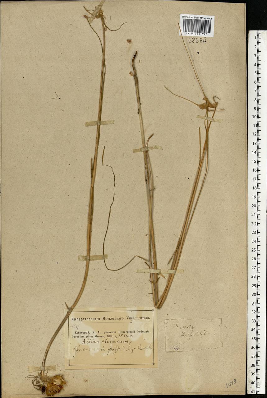 Allium oleraceum L., Eastern Europe, Middle Volga region (E8) (Russia)