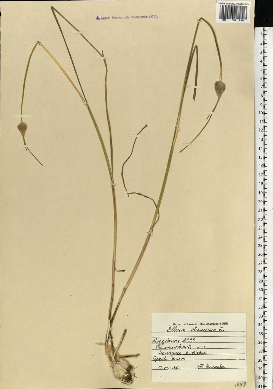 Allium oleraceum L., Eastern Europe, Middle Volga region (E8) (Russia)
