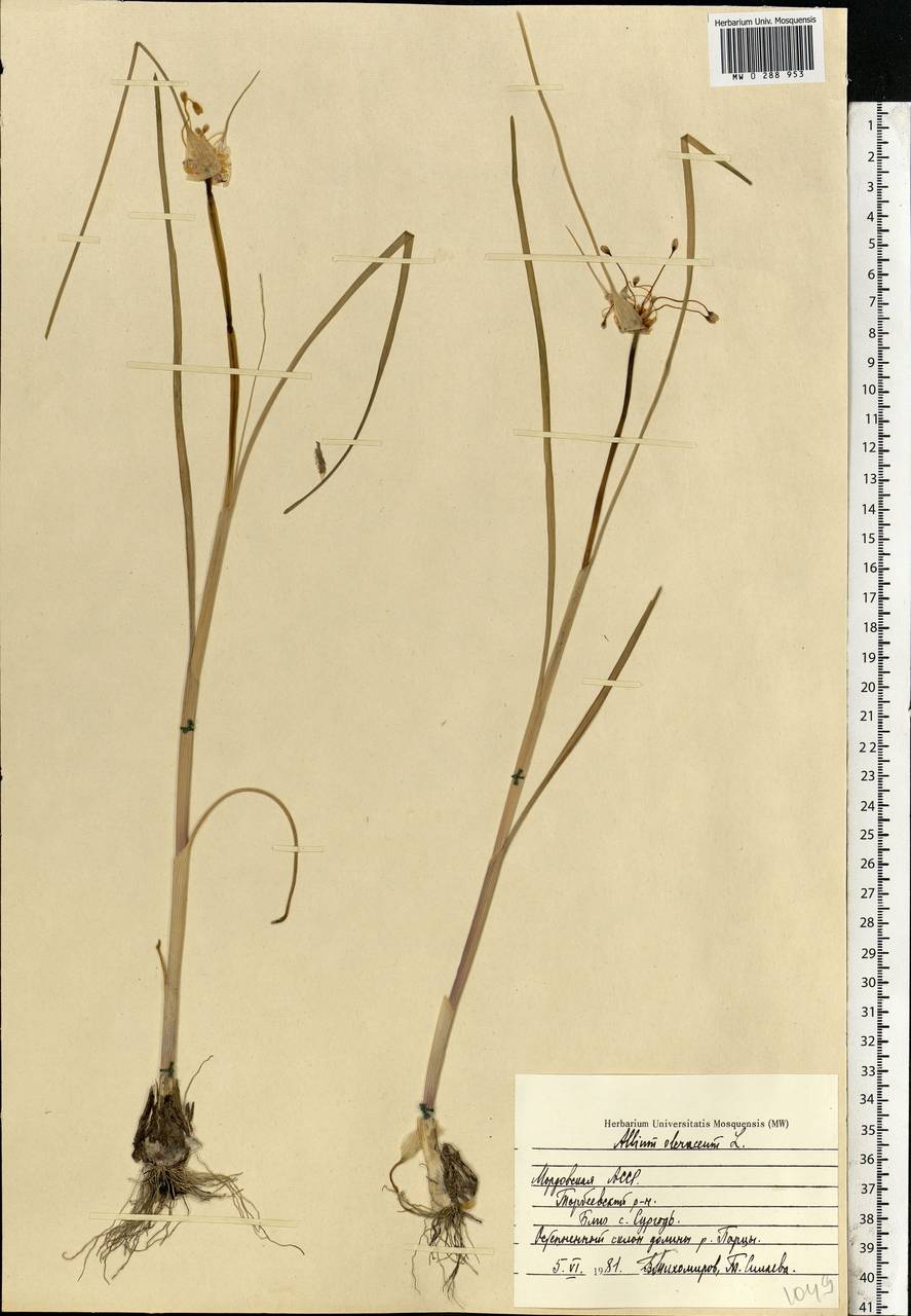 Allium oleraceum L., Eastern Europe, Middle Volga region (E8) (Russia)