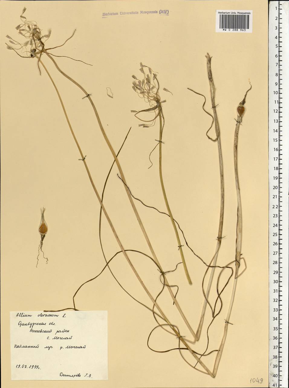 Allium oleraceum L., Eastern Europe, Eastern region (E10) (Russia)