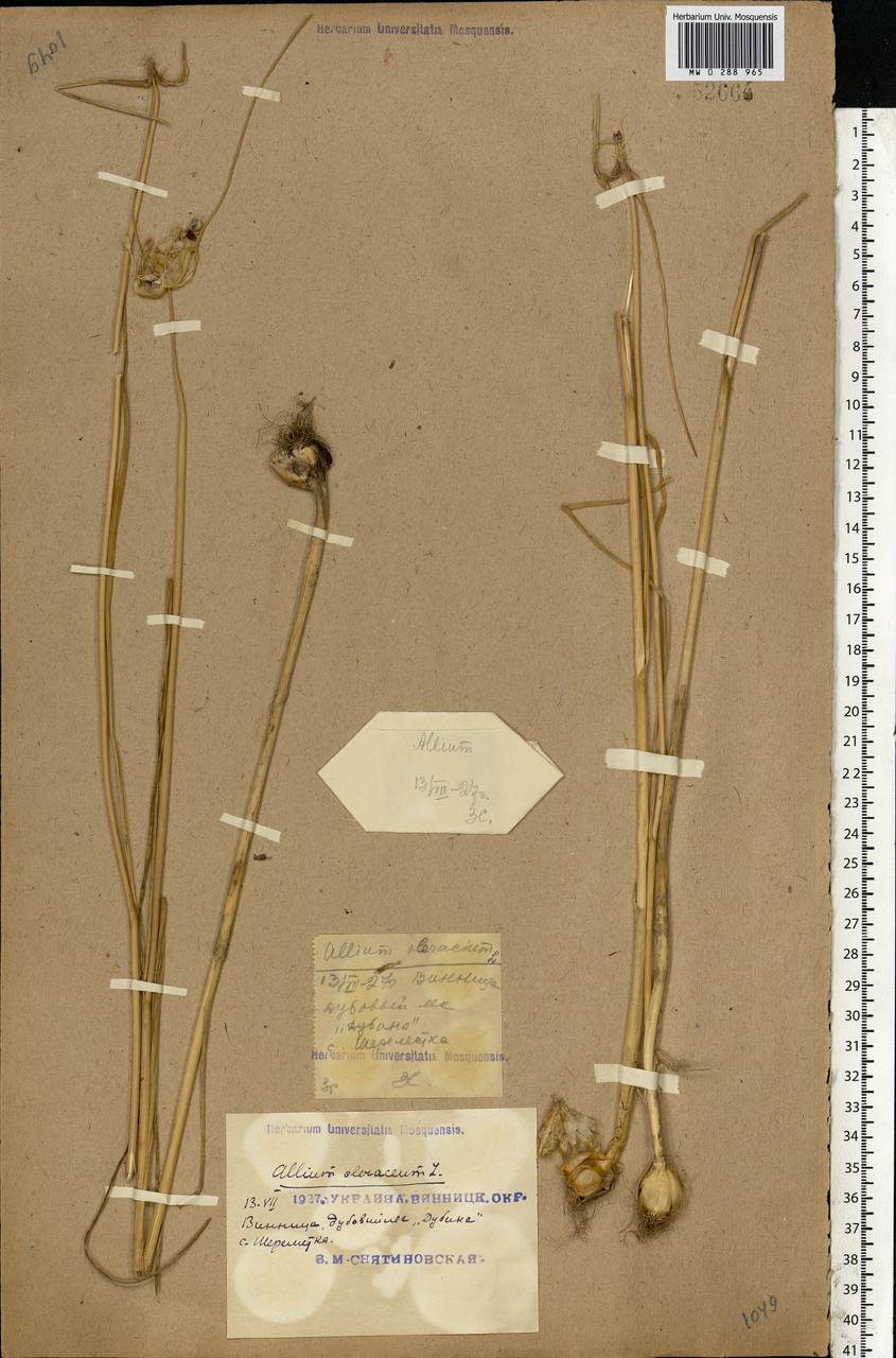 Allium oleraceum L., Eastern Europe, South Ukrainian region (E12) (Ukraine)