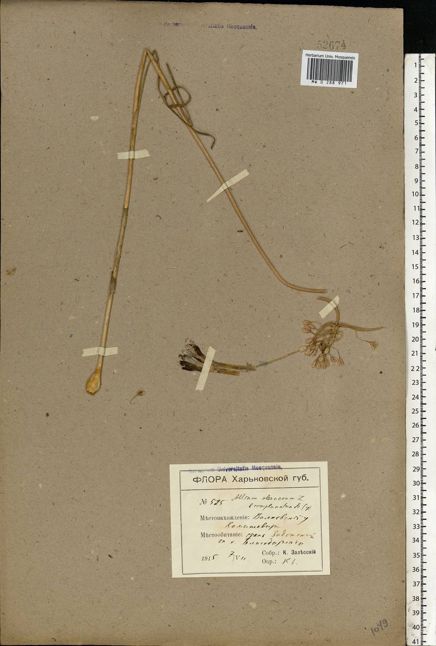 Allium oleraceum L., Eastern Europe, North Ukrainian region (E11) (Ukraine)