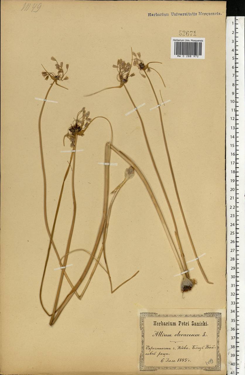 Allium oleraceum L., Eastern Europe, North Ukrainian region (E11) (Ukraine)