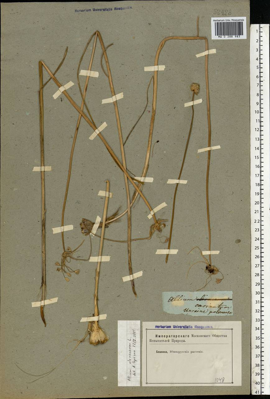 Allium oleraceum L., Eastern Europe, South Ukrainian region (E12) (Ukraine)